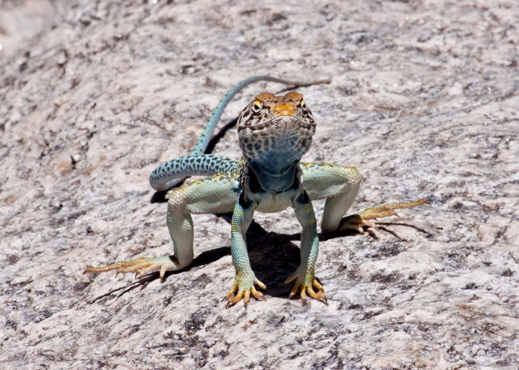 Lizard